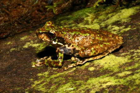Litoria modica Peure, Madang Province, Papua New Guinea